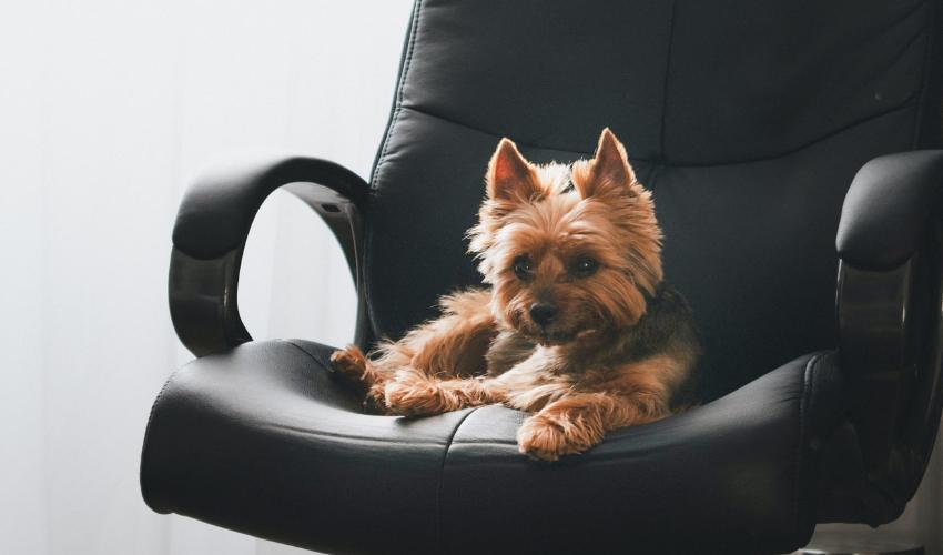 Pet-friendly upholstery